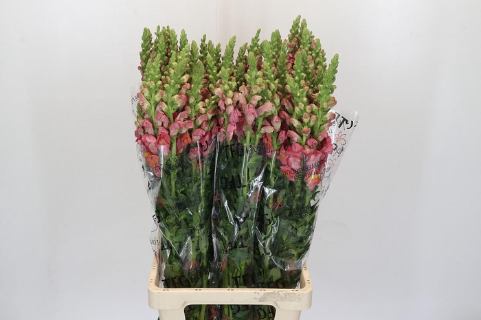 <h4>Antirrhinum Potomac Dark Orange</h4>