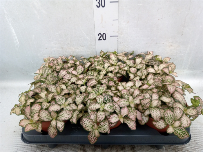 <h4>Fittonia  'Mosaic Pink Tiger'</h4>