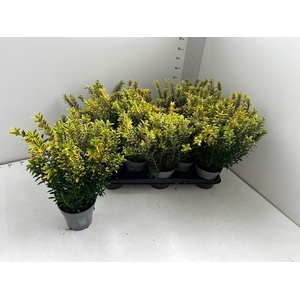 EUONYMUS JA M AUREOV