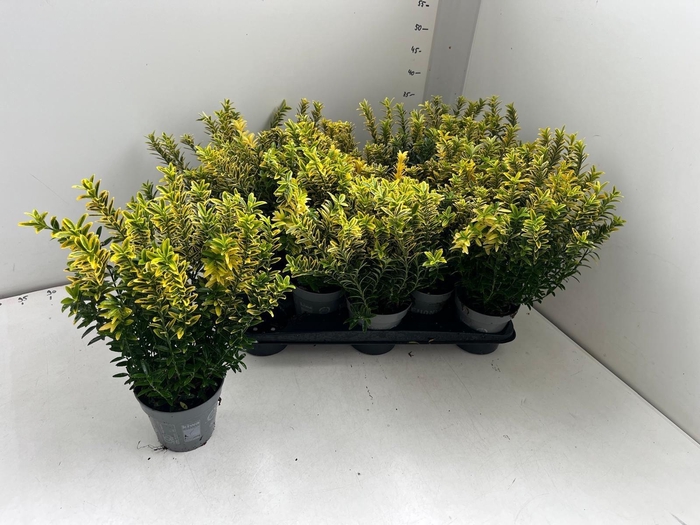 <h4>EUONYMUS JA M AUREOV</h4>