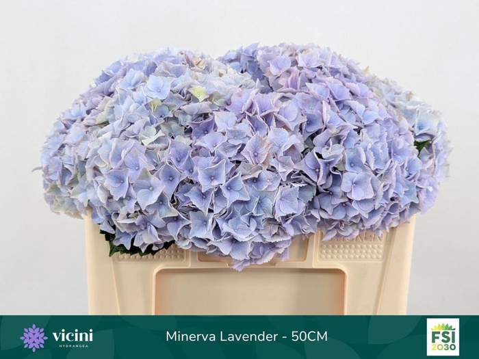 <h4>HORT MINERVA</h4>