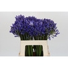 Agapanthus EYFORI Blue