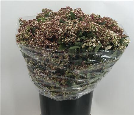 <h4>Viburnum Tinus Flower</h4>