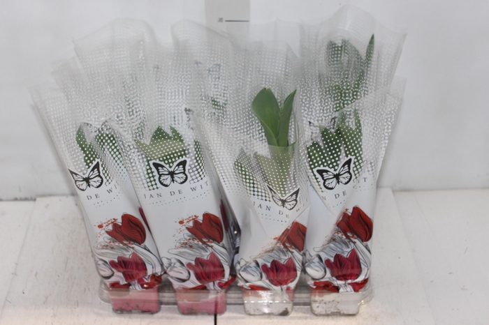 <h4>TULIPA VARIADO P12 QUADRADO VARIADO</h4>