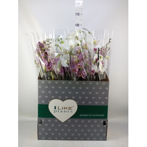 Phalaenopsis   ...mix