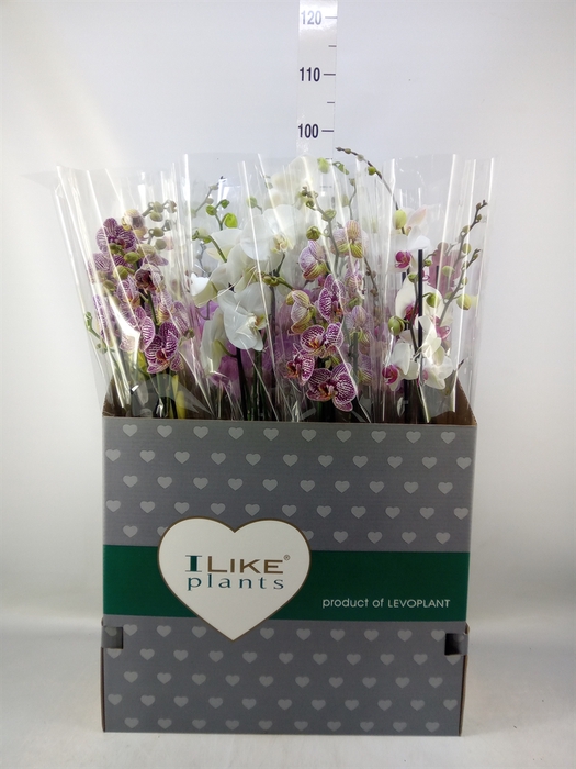 <h4>Phalaenopsis   ...mix</h4>