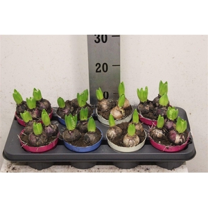 Hyacinth Gemengd 3pp