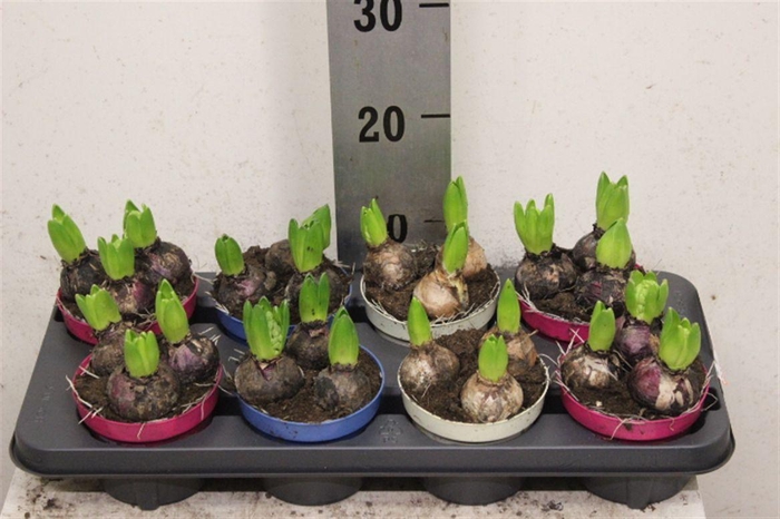 <h4>Hyacinth Gemengd 3pp</h4>