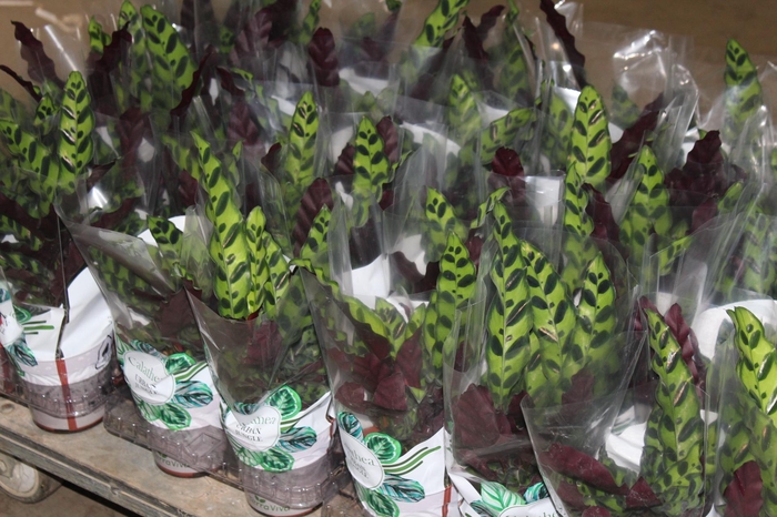 <h4>CALATHEA INSIGNIS P12</h4>