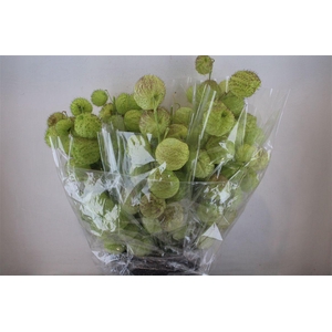 Asclepia Moby Dick Super P Bunch