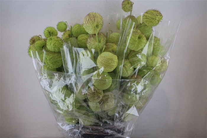 <h4>Asclepia Moby Dick Super P Bunch</h4>