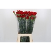 Dianthus St Don Pedro