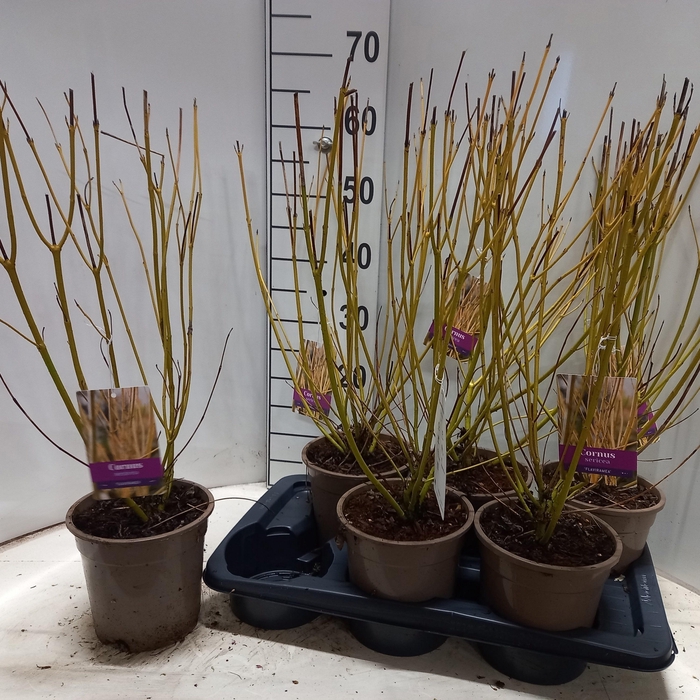 <h4>CORN SER FLAVIRAMEA</h4>