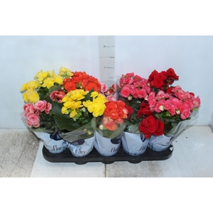 BEGONIA P11