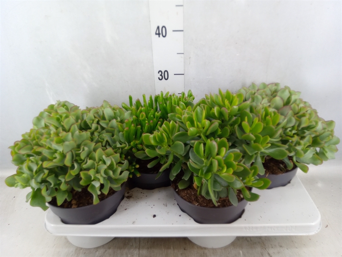 Crassula   ...mix