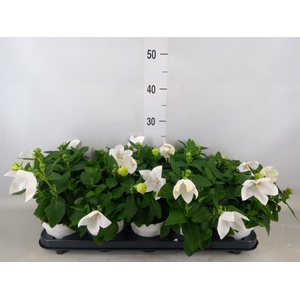 Platycodon grand. 'Astra White'