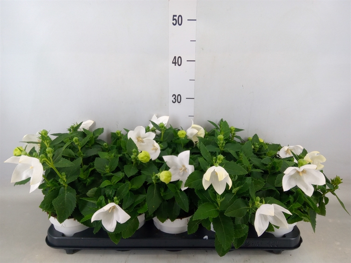 <h4>Platycodon grand. 'Astra White'</h4>