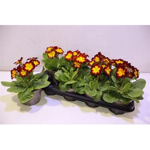 arr8 Prim Elatior Yellow Red