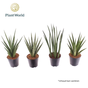 Sansevieria Thailand mix