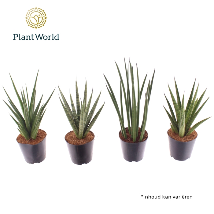 <h4>Sansevieria Thailand mix</h4>