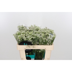 Astrantia Wit Billion Stars