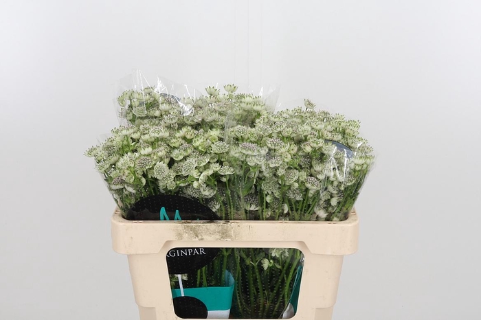 <h4>Astrantia Wit Billion Stars</h4>