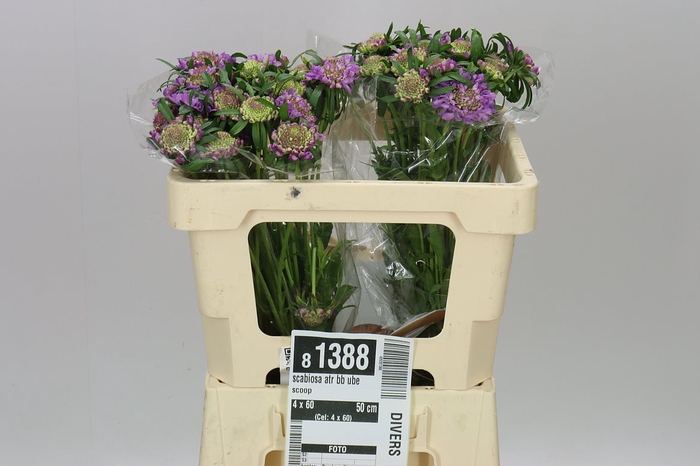 <h4>Scabiosa Atr Bb Ube Scoop</h4>