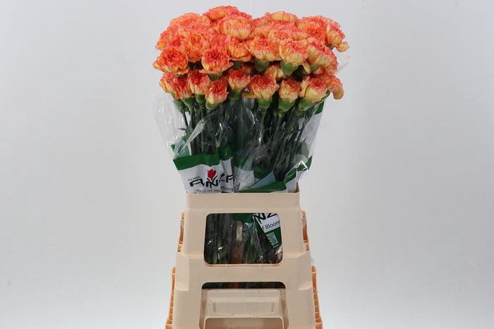 <h4>Dianthus ST 'Boiro'</h4>
