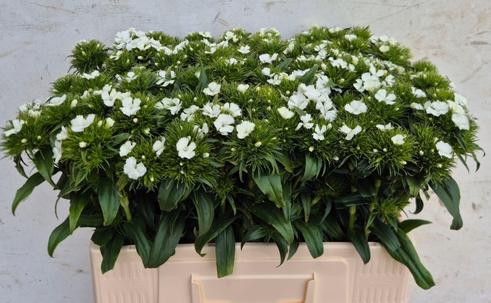 <h4>DI BARB B WIT</h4>