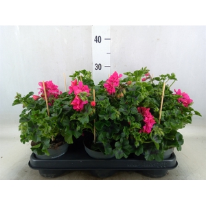 Pelargonium pelt.   ...
