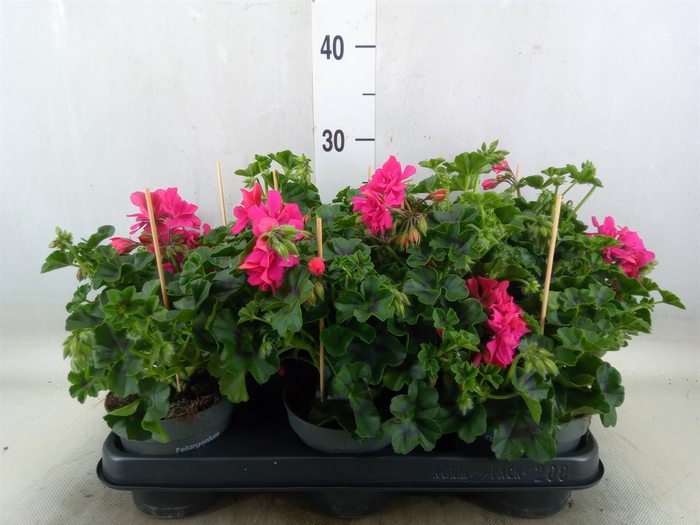 <h4>Pelargonium pelt.   ...</h4>