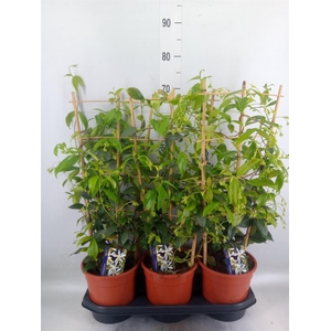 Trachelospermum jasm.