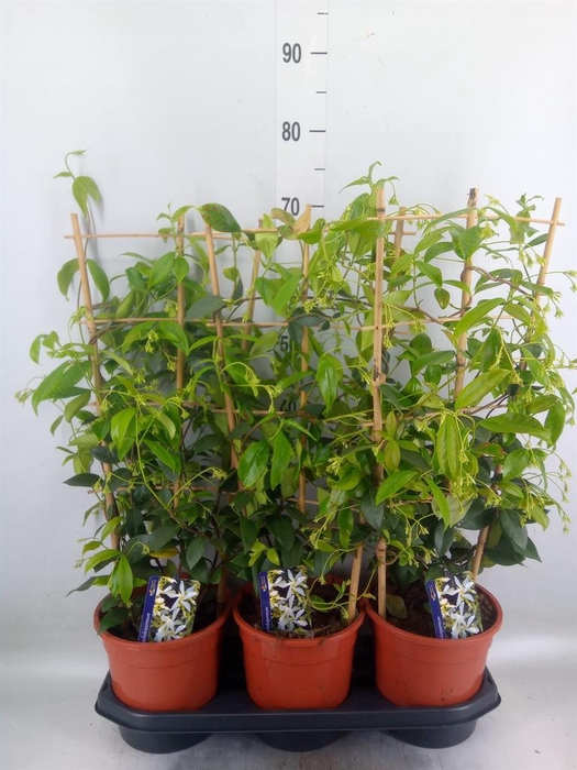 <h4>Trachelospermum jasm.</h4>