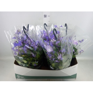 Streptocarpus saxorum