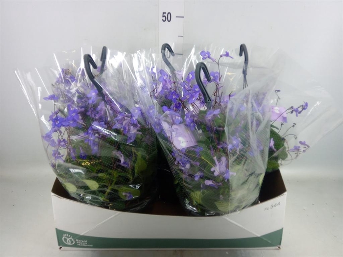 <h4>Streptocarpus saxorum</h4>