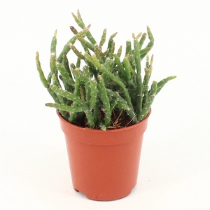 Rhipsalis burchelli P5,5 mini