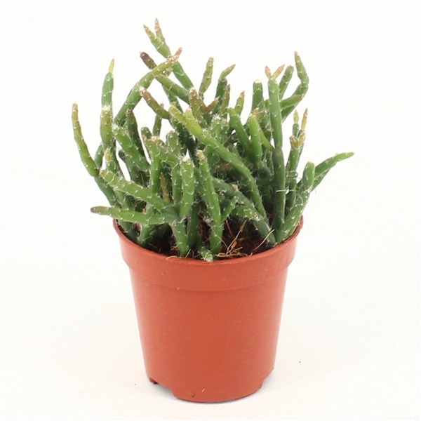 <h4>Rhipsalis burchelli P5,5 mini</h4>