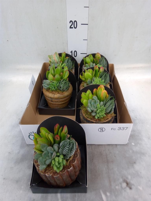 <h4>Arr.  Succulents L%</h4>