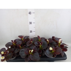 Begonia semp.   ...greenleaf mix