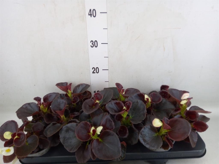 <h4>Begonia semp.   ...greenleaf mix</h4>