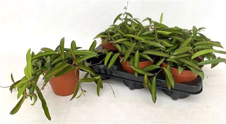 Hoya Wayetii