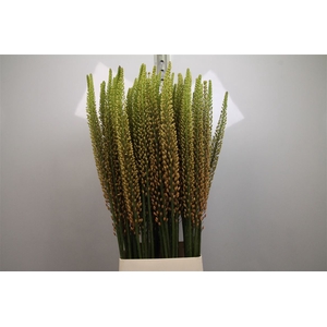 Eremurus Rumba