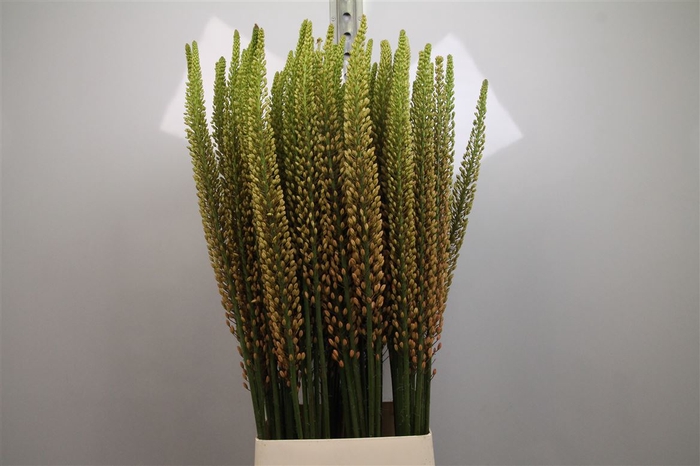 <h4>Eremurus Rumba</h4>