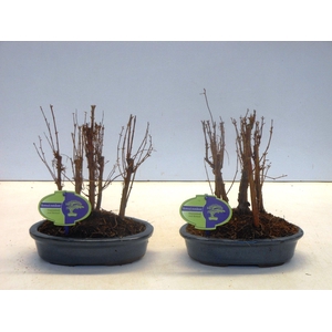 Metasequoia glyptostroboides, 20 cm oval, group 5 stem, without driptray