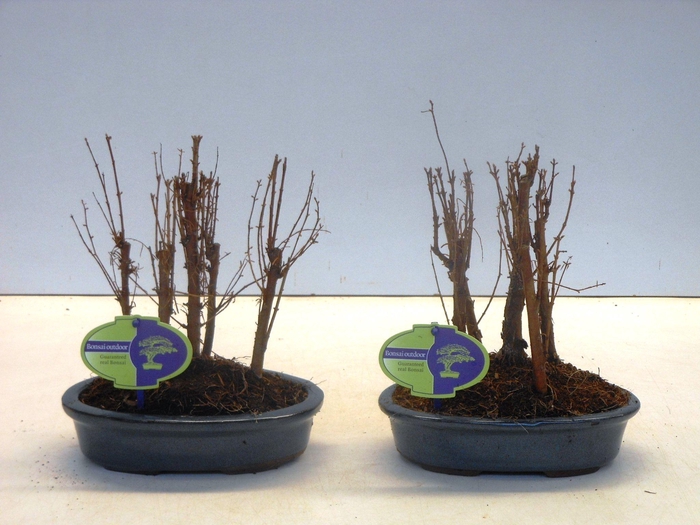 <h4>Metasequoia glyptostroboides, 20 cm oval, group 5 stem, without driptray</h4>