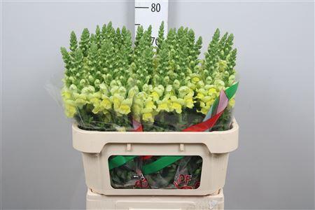<h4>Antirrhinum majus 'Opus Yellow'</h4>