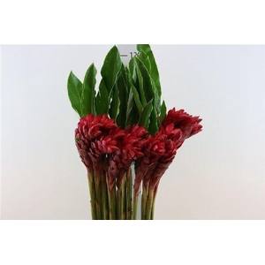 Alpinia purpurata red