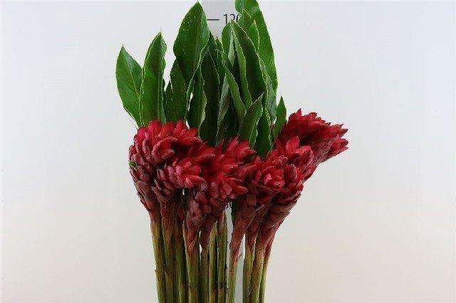 <h4>Alpinia purpurata red</h4>