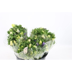 Anem Marianne Pastel