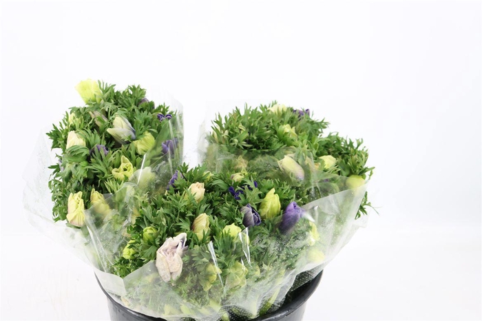 <h4>Anem Marianne Pastel</h4>